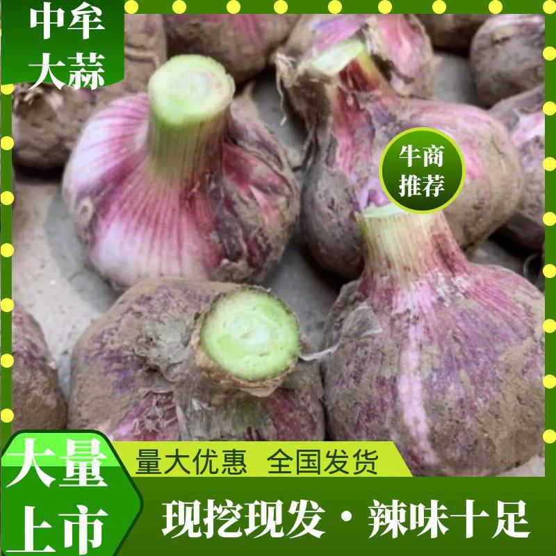 新鲜大蒜中牟大蒜紫皮蒜质量好价格低服务好欢迎洽谈