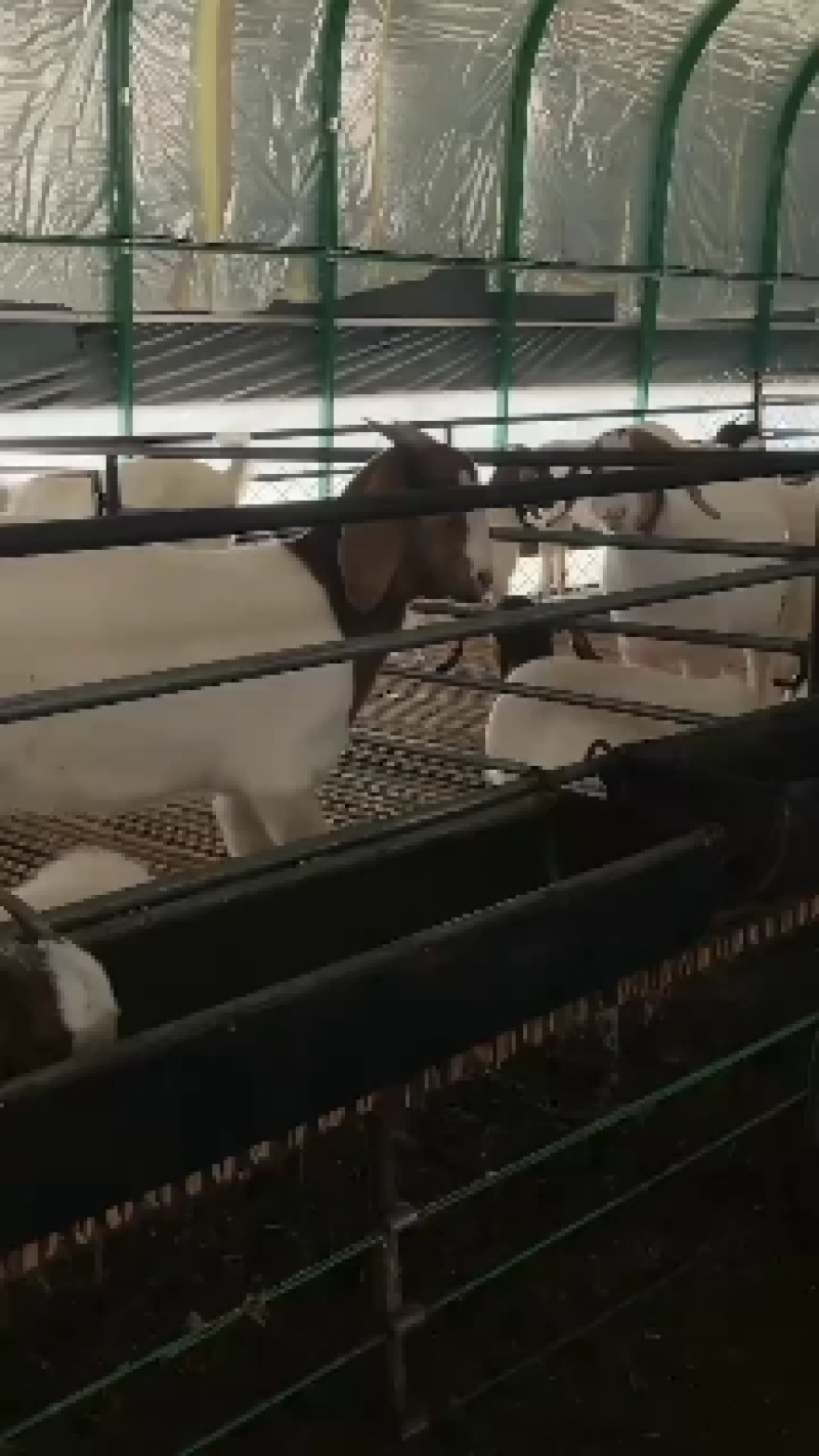 本场常年出售波尔山羊，价格低，质量好，包送到家，货到付款