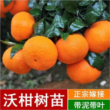 091无核无籽沃柑果苗树苗纯正嫁接橘子盆栽南方种植当