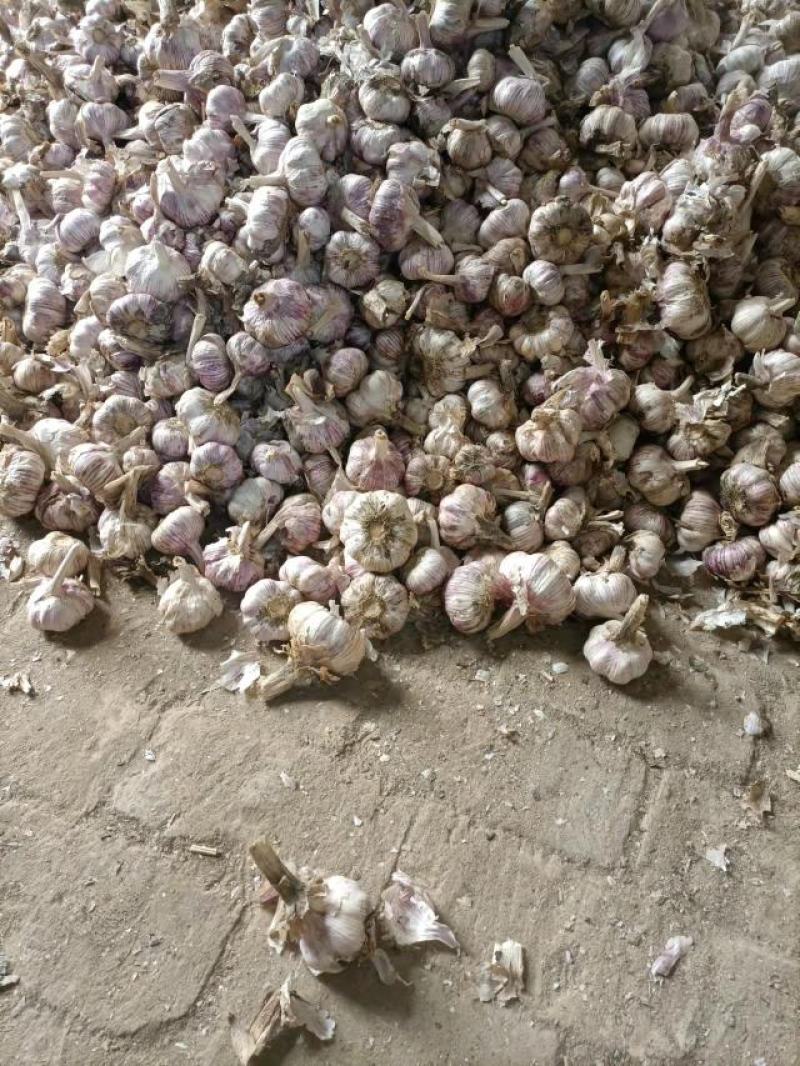 新鲜大蒜中牟大蒜紫皮蒜质量好价格低服务好欢迎洽谈