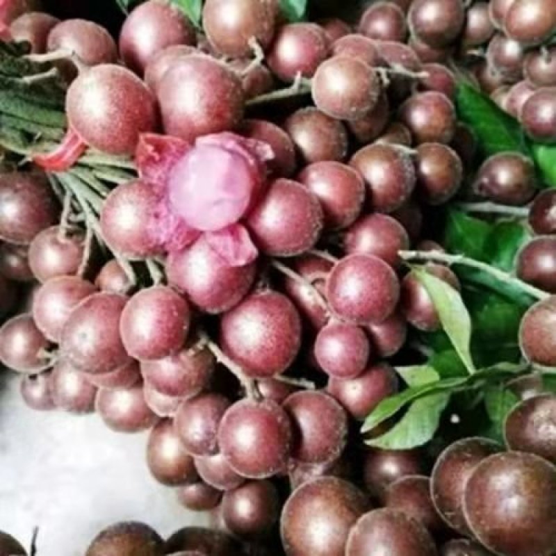 黄皮果苗紫肉黑黄皮嫁接苗鸡心无核水果树苗盆栽花卉四季种植