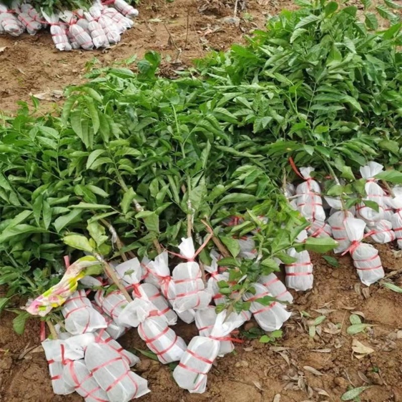 黄皮果苗紫肉黑黄皮嫁接苗鸡心无核水果树苗盆栽花卉四季种植
