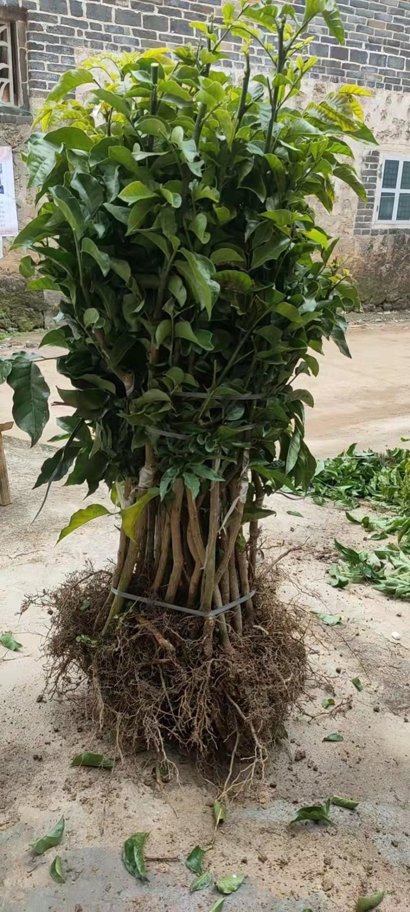 黄皮果苗紫肉黑黄皮嫁接苗鸡心无核水果树苗盆栽花卉四季种植