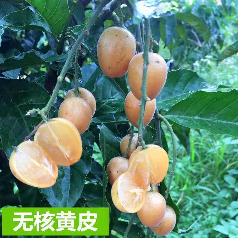 黄皮果苗紫肉黑黄皮嫁接苗鸡心无核水果树苗盆栽花卉四季种植