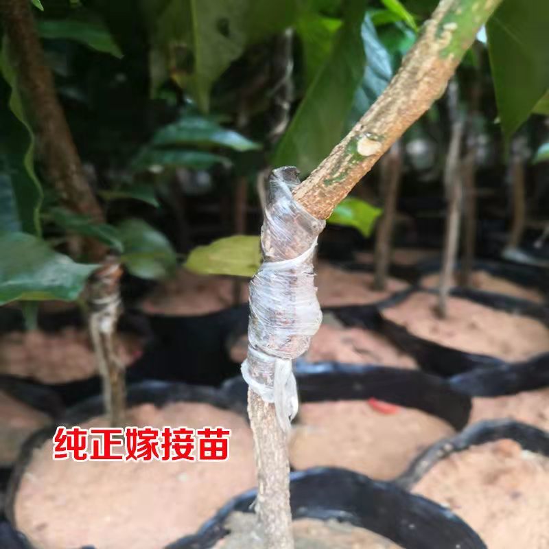 黄皮果苗紫肉黑黄皮嫁接苗鸡心无核水果树苗盆栽花卉四季种植