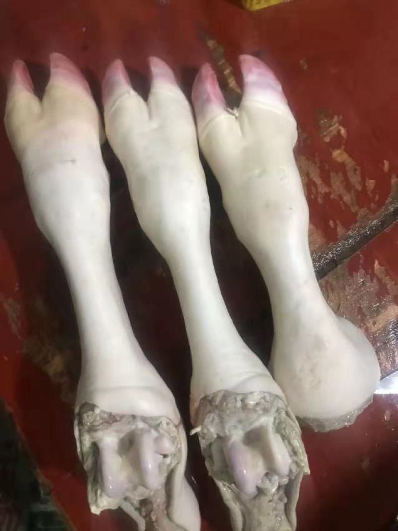 黄牛脚