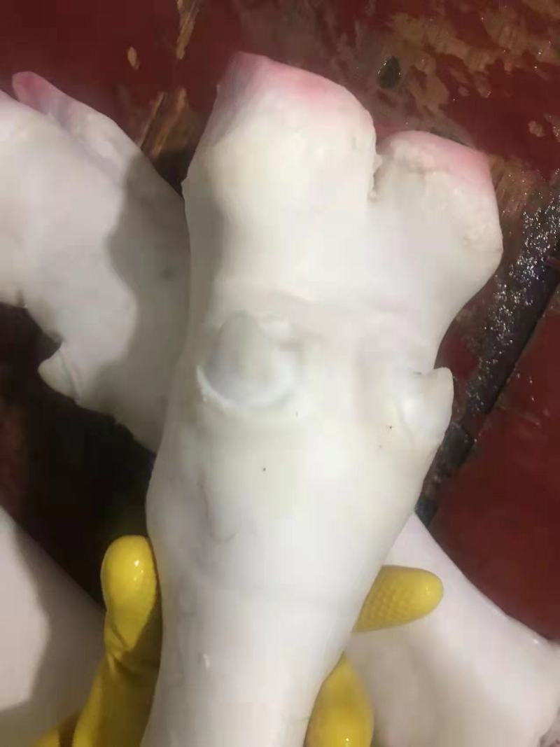 黄牛脚