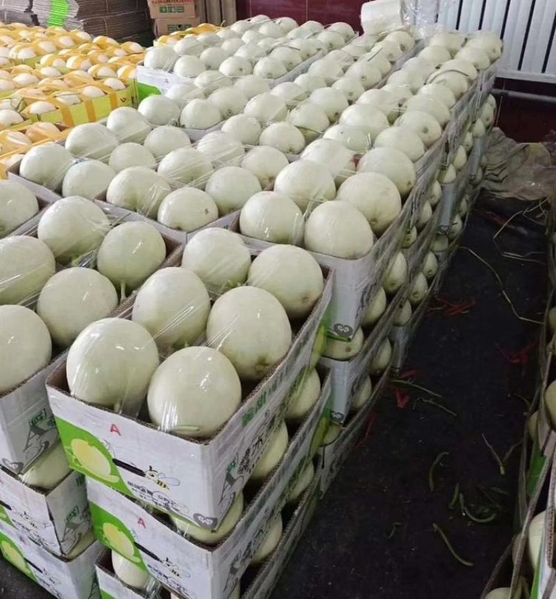 山东莘县玉姑甜瓜，冰淇淋网红玉菇【对接电商，社区，市场】