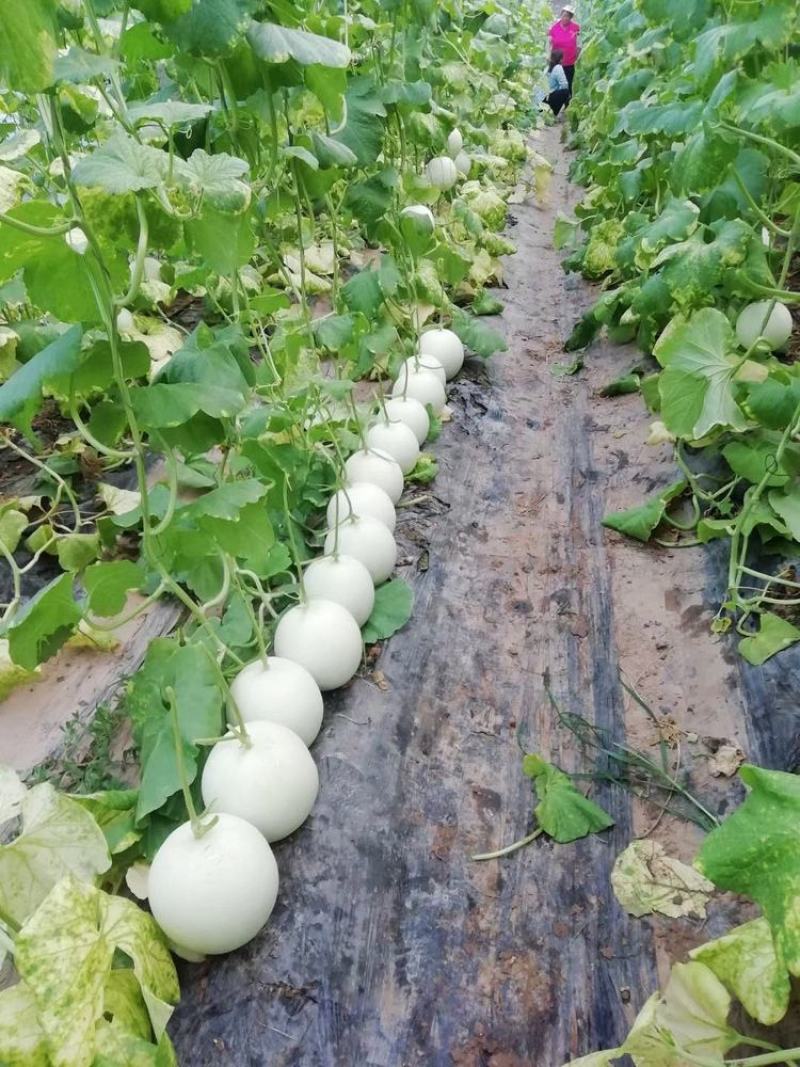 山东莘县玉姑甜瓜，冰淇淋网红玉菇【对接电商，社区，市场】