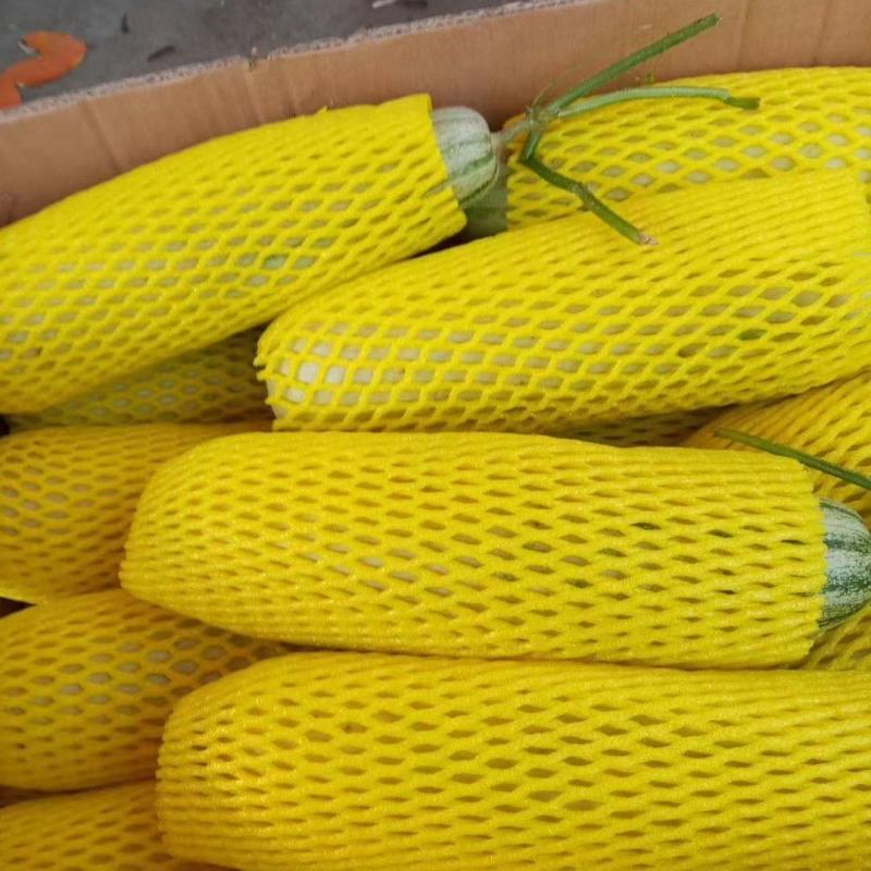 【荐】精品羊角蜜甜瓜大量有货现摘现发脆甜欢迎采购