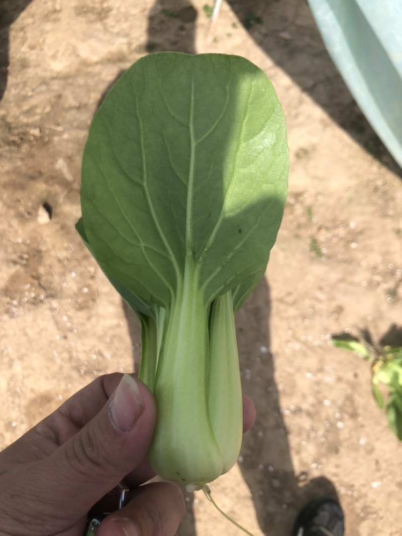 上海青油菜一手货源万亩基地直销欢迎您的光临