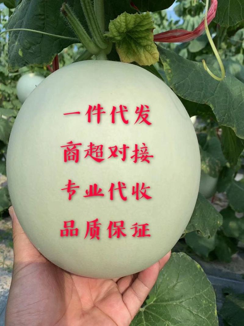 冰清玉姑甜瓜，玉菇电商，批发市场，商超，赶集【欢迎来电】