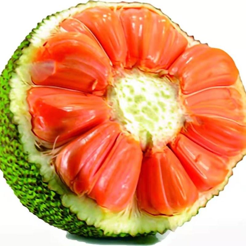菠萝蜜苗树苗四季当年结果木菠萝嫁接苗马来黄肉南方种植盆栽