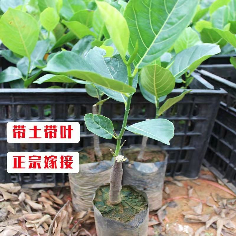 菠萝蜜苗树苗四季当年结果木菠萝嫁接苗马来黄肉南方种植盆栽