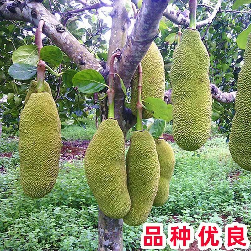 菠萝蜜苗树苗四季当年结果木菠萝嫁接苗马来黄肉南方种植盆栽