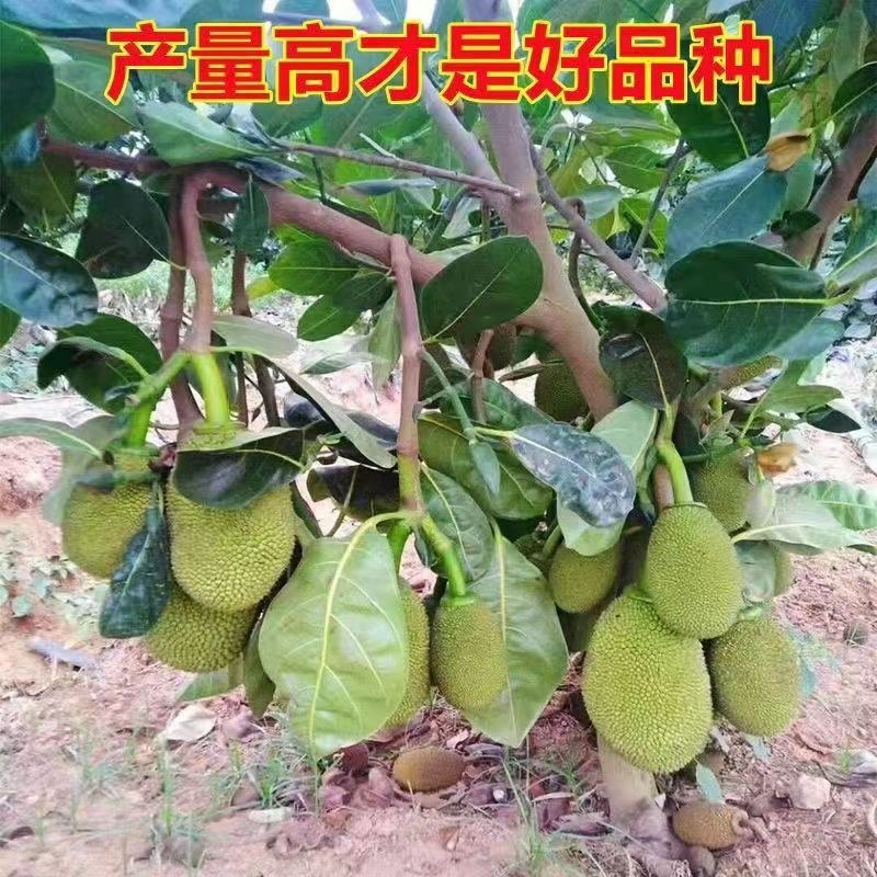 菠萝蜜苗树苗四季当年结果木菠萝嫁接苗马来黄肉南方种植盆栽
