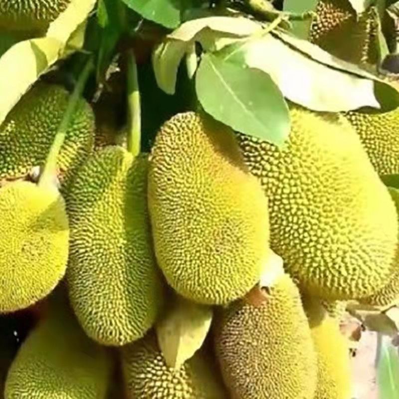 菠萝蜜苗树苗四季当年结果木菠萝嫁接苗马来黄肉南方种植盆栽