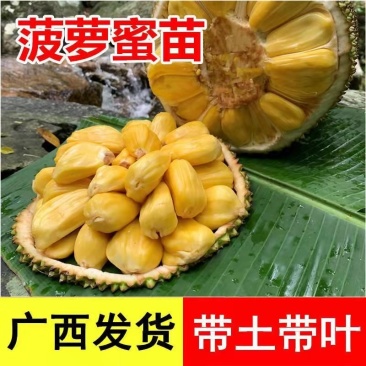 菠萝蜜苗树苗四季当年结果木菠萝嫁接苗马来黄肉南方种植盆栽
