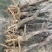 处理4-10公分水红三角梅桩（如下图）全国发货