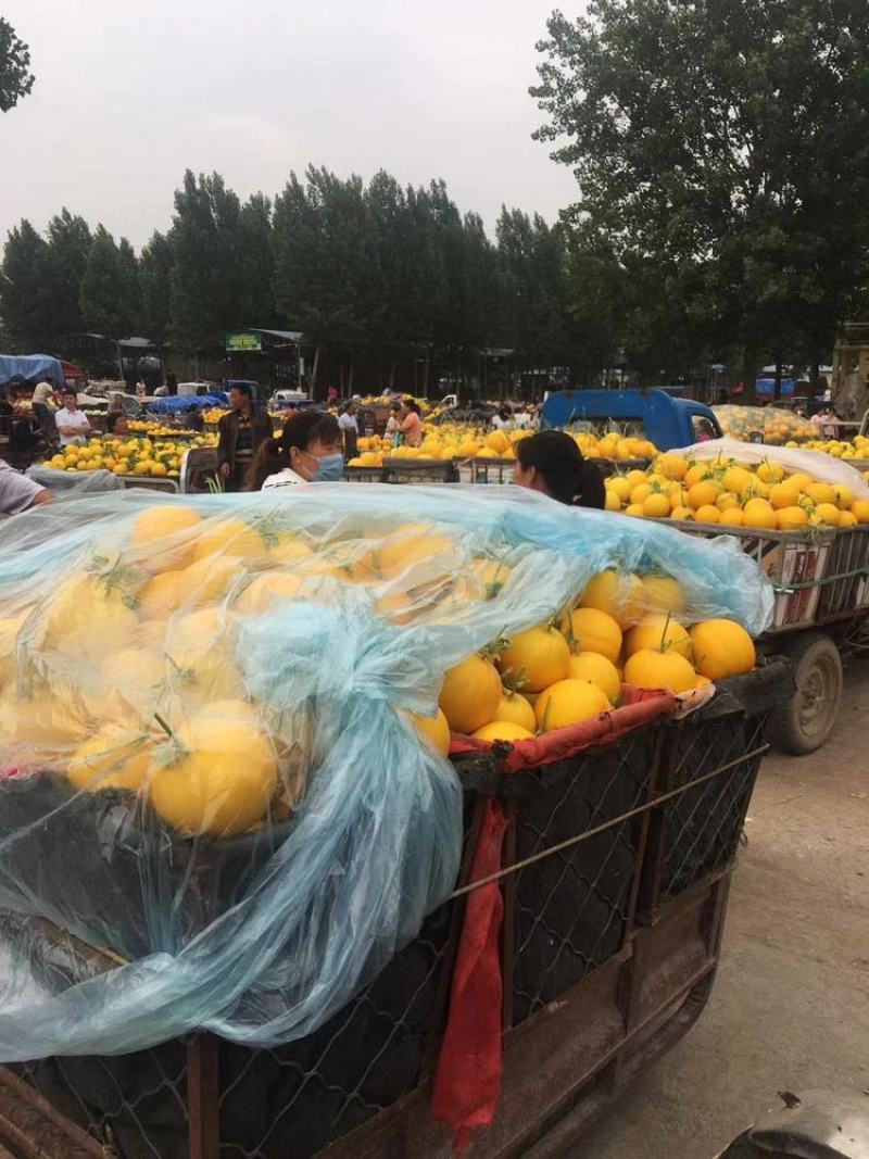 山东头茬久红瑞甜瓜，瑞红香瓜黄河蜜对接【大小批发商】电我