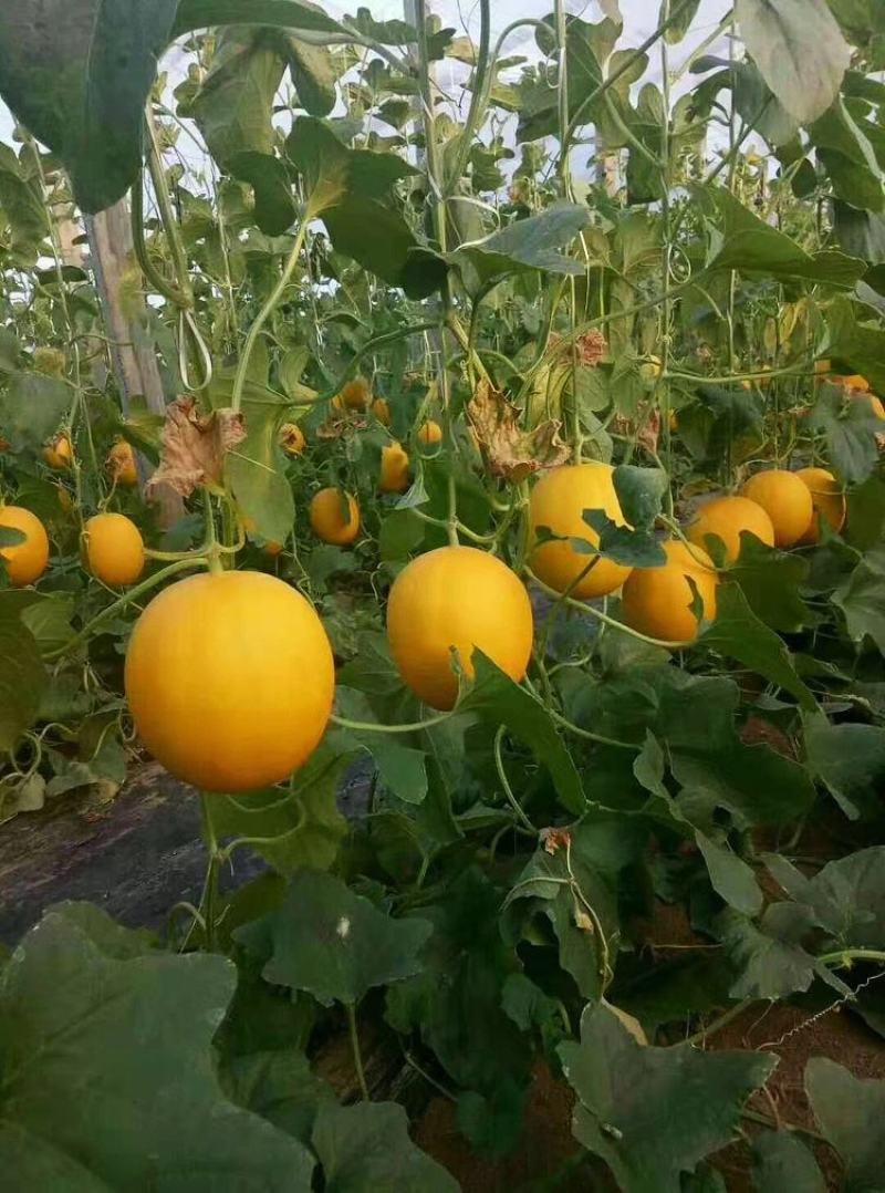 山东头茬久红瑞甜瓜，瑞红香瓜黄河蜜对接【大小批发商】电我
