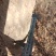 4-8cm银杏树，产地河北邢台，可视频看货，欢迎新老客户