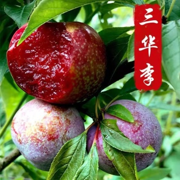 广西正宗嫁接三华李树苗南北方种植果树苗当年