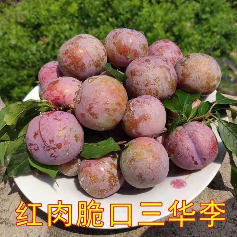 广西正宗嫁接三华李树苗南北方种植果树苗当年