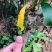 广西正宗嫁接三华李树苗南北方种植果树苗当年