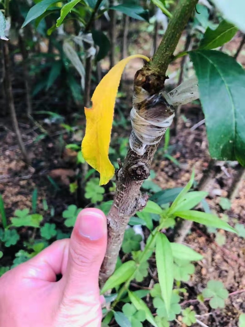 广西正宗嫁接三华李树苗南北方种植果树苗当年