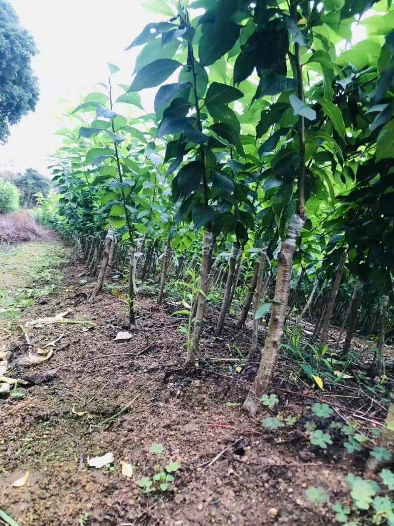 广西正宗嫁接三华李树苗南北方种植果树苗当年
