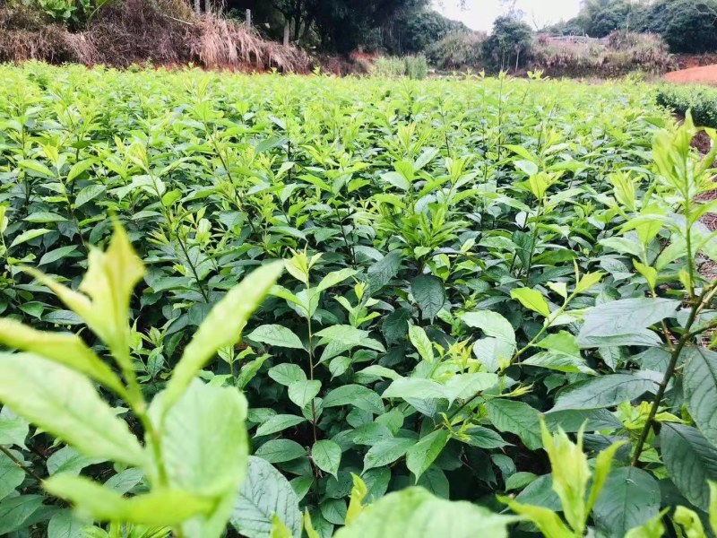 广西正宗嫁接三华李树苗南北方种植果树苗当年