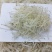 正宗【银鱼干】补钙好食材老人常吃益寿食材各式大小都有