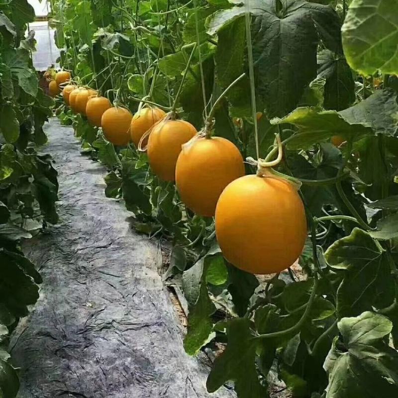 久红瑞甜瓜，瑞红黄河蜜【电商，批发市场，赶集】整车代发