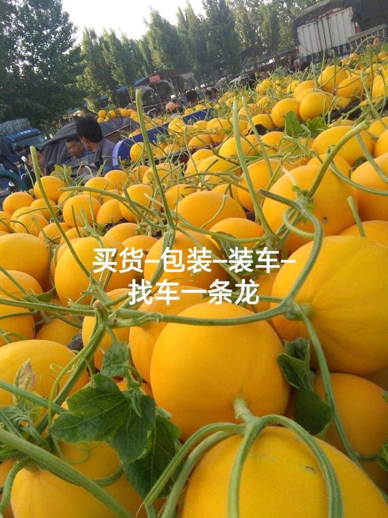 久红瑞甜瓜，瑞红黄河蜜【电商，批发市场，赶集】整车代发