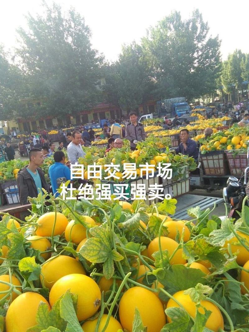 久红瑞甜瓜，瑞红黄河蜜【电商，批发市场，赶集】整车代发