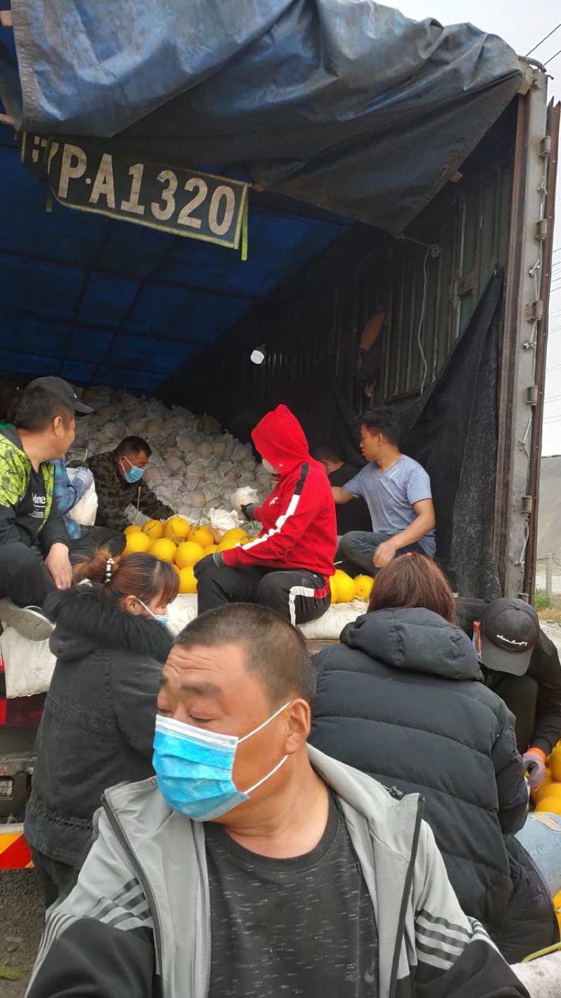 久红瑞甜瓜，瑞红黄河蜜【电商，批发市场，赶集】整车代发