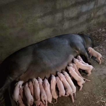 袋窝太湖原种母猪，产仔高抗病能力强，产仔高的居多优点
