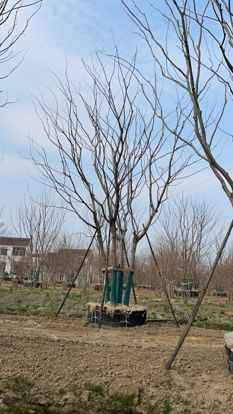 移栽朴树，乌桕，榔榆，容器培育。存活率高，