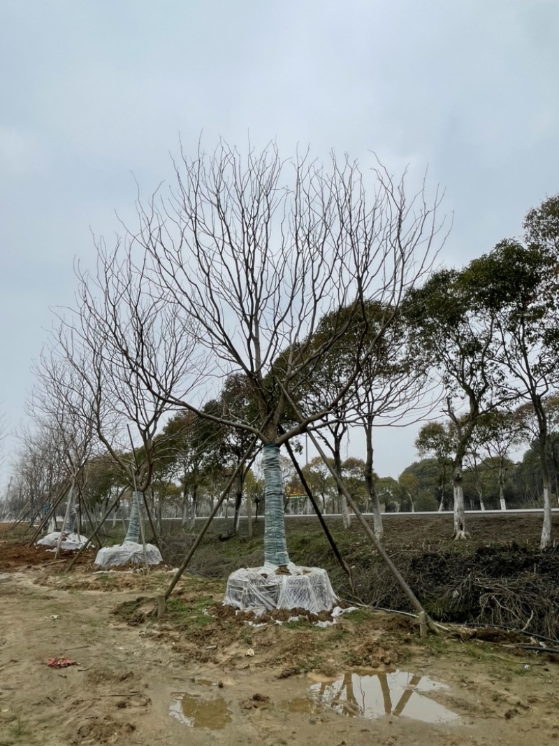 移栽朴树，乌桕，榔榆，容器培育。存活率高，