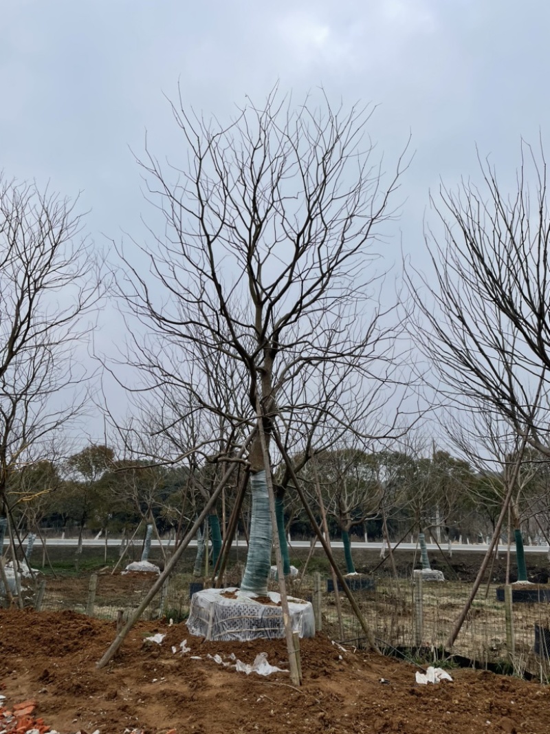 移栽朴树，乌桕，榔榆，容器培育。存活率高，