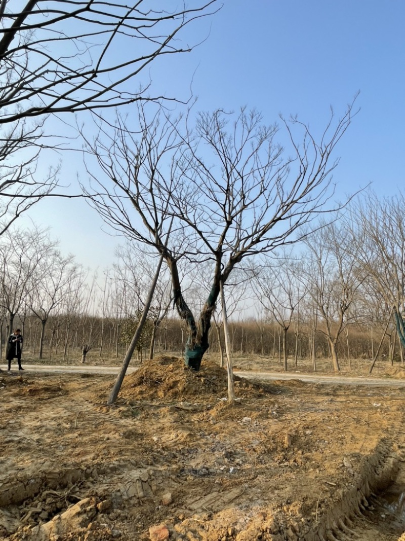 移栽朴树，乌桕，榔榆，容器培育。存活率高，