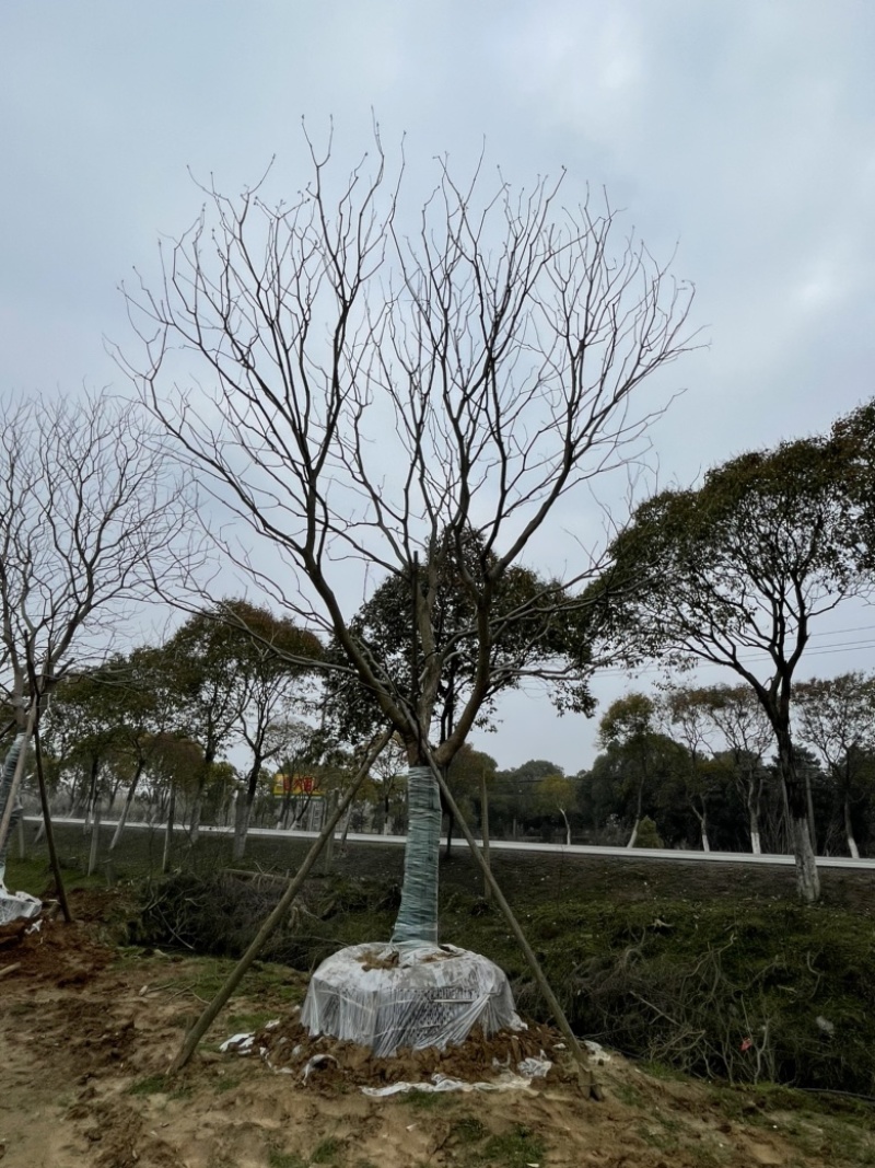 移栽朴树，乌桕，榔榆，容器培育。存活率高，