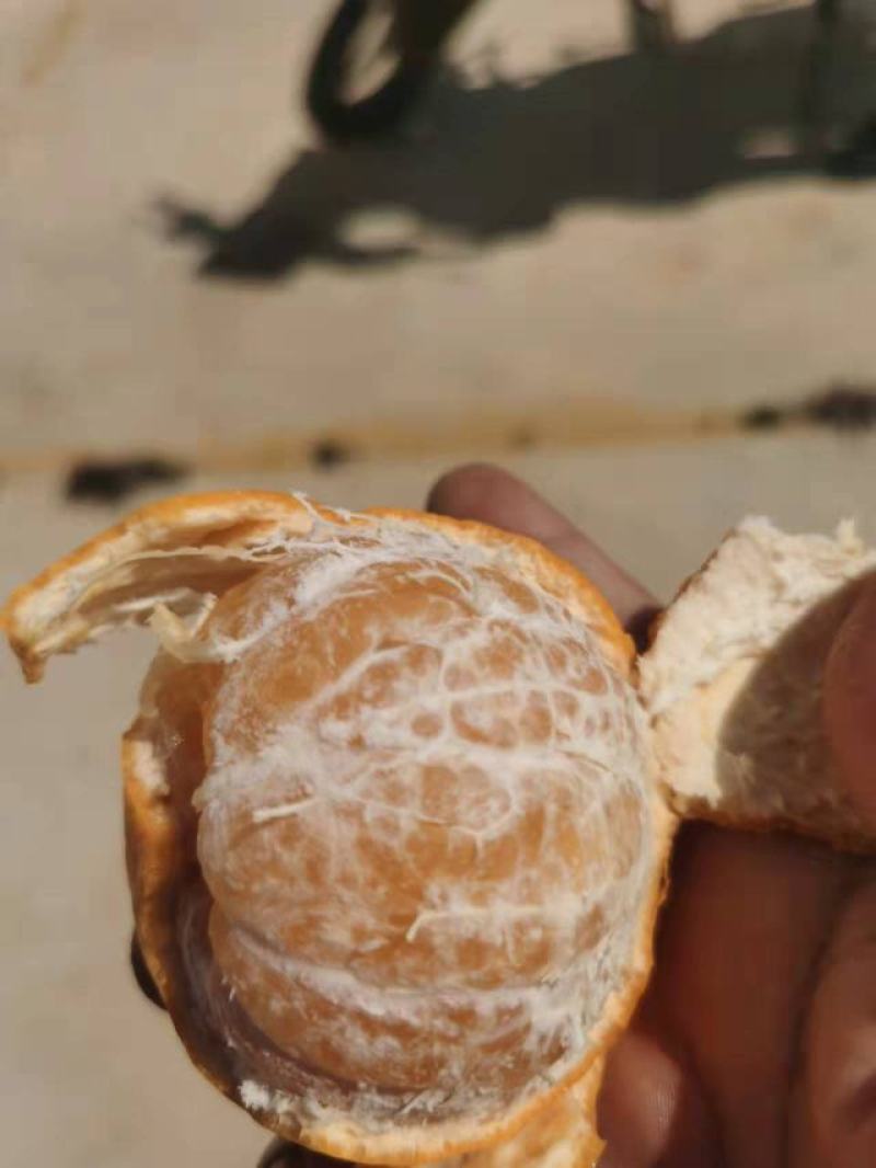 云南沃柑大批量走货