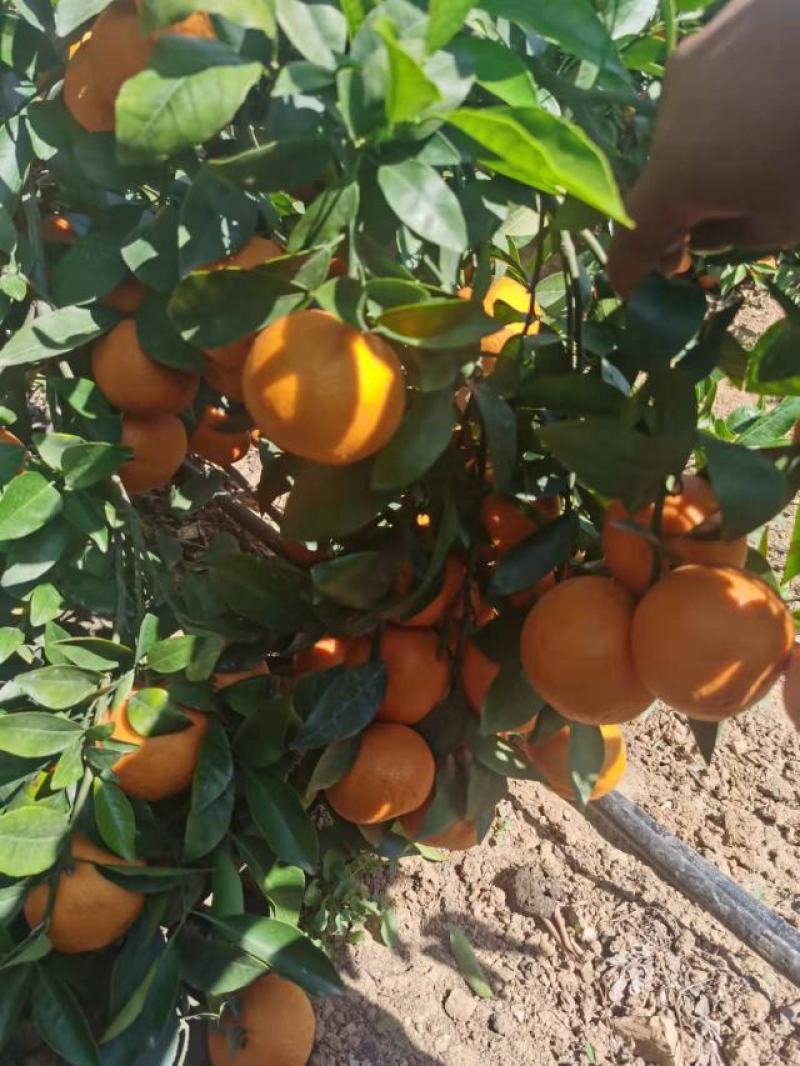 云南沃柑大批量走货