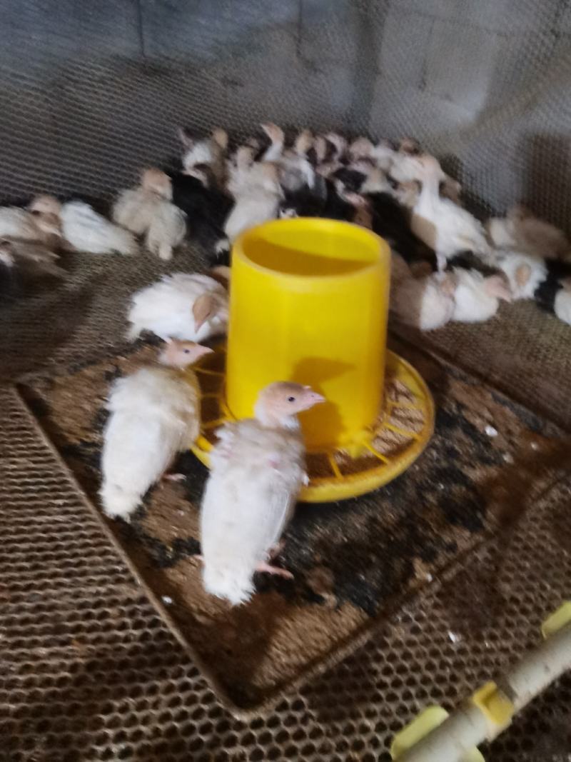 尼古拉火鸡苗，贝提娜火鸡苗，青铜火鸡苗！尼古拉700系！