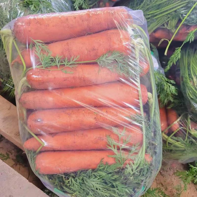 【精品】胡萝卜河南开封产地直发质量上乘量大优惠