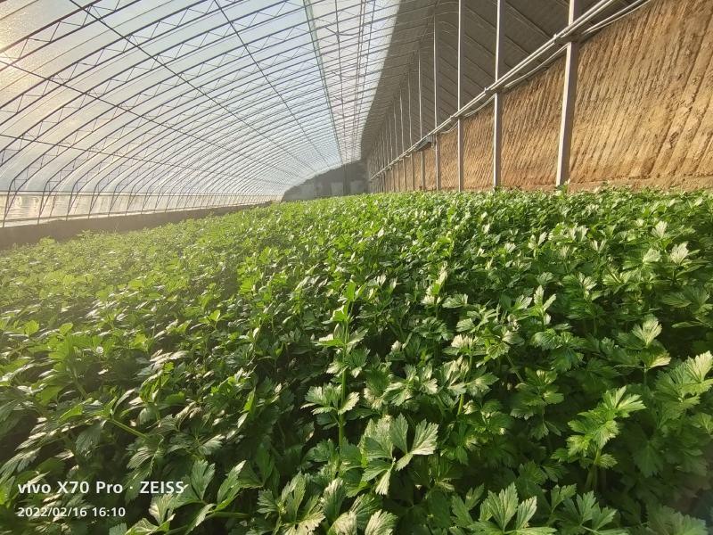 棚膜大棚无滴膜po膜蔬菜大棚膜厂家直供