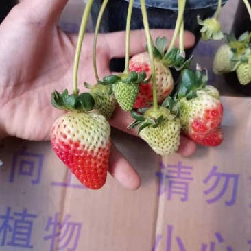 1加仑草莓草莓盆花基地直发