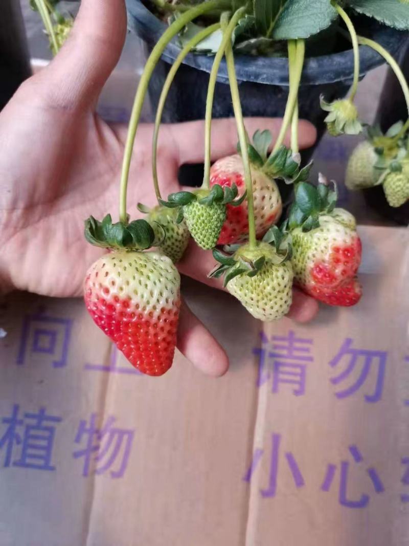 1加仑草莓草莓盆花基地直发